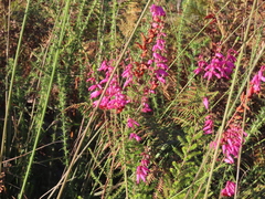 Erica ciliaris