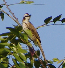 Pycnonotus goiavier