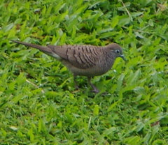 Geopelia striata