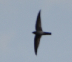 Apodidae
