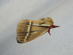 Kentroleuca albilinea