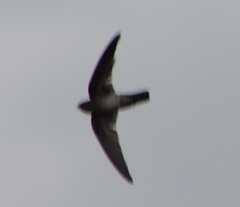 Apodidae
