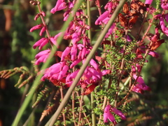 Erica ciliaris