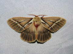 Kentroleuca albilinea