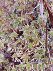 Sphagnum denticulatum