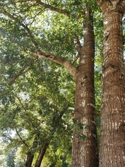 Quercus laurifolia
