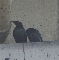 Aplonis panayensis