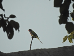 Psittacula alexandri