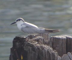 Chlidonias hybrida