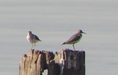 Actitis hypoleucos