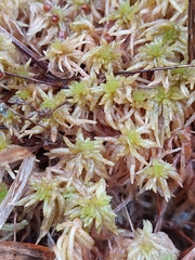 Sphagnum denticulatum