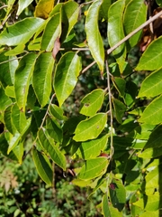 Koelreuteria