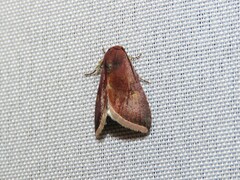 Micrathetis canifimbria