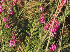 Erica ciliaris