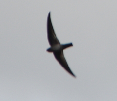 Apodidae