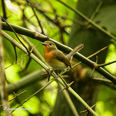 Cyornis sumatrensis