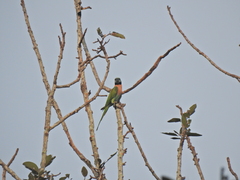 Psittacula alexandri