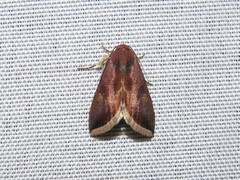 Micrathetis canifimbria