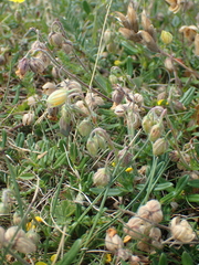 Helianthemum oelandicum