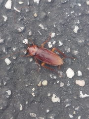 Blattodea