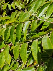 Koelreuteria