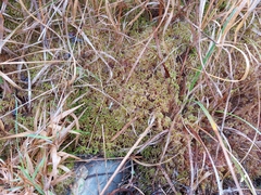 Sphagnum denticulatum