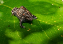 Rhinophrynus dorsalis