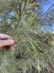Casuarina equisetifolia