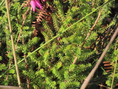 Erica ciliaris