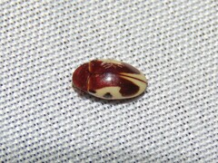 Chelonarium ornatum