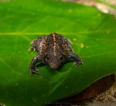 Rhinophrynus dorsalis