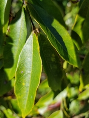 Koelreuteria
