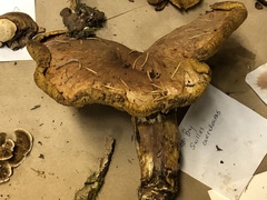 Suillus caerulescens
