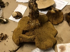 Suillus caerulescens