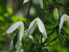 Clematis alpina sibirica