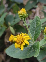 Verbesina sphaerocephala