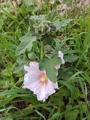Alcea rosea