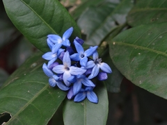 Faramea multiflora