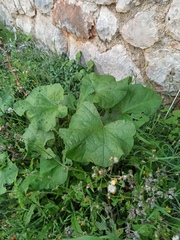 Alcea rosea
