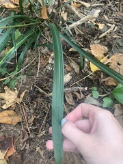 Liriope spicata