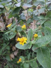 Verbesina sphaerocephala