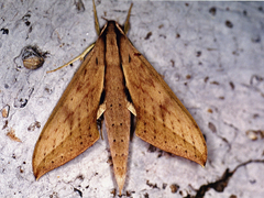 Xylophanes anubus