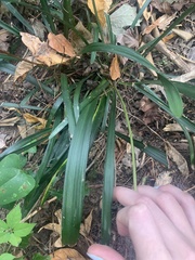 Liriope spicata