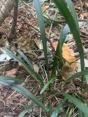 Liriope spicata