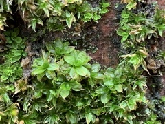 Syntrichia papillosa