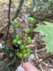 Liriope spicata