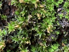 Syntrichia papillosa