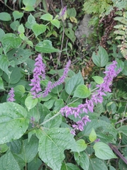 Salvia purpurea