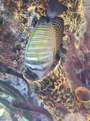 Zebrasoma