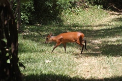 Cephalophorus harveyi